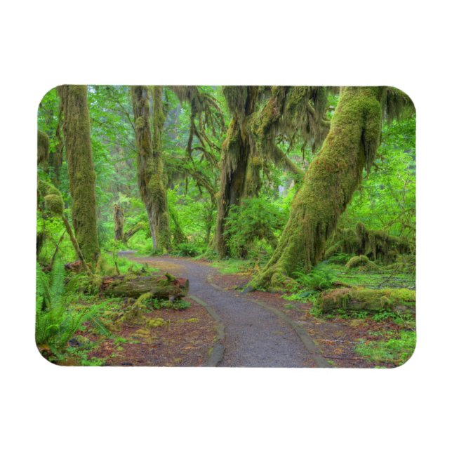 Imán EE. UU., Washington, Parque Nacional Olímpico, Llu (Horizontal)