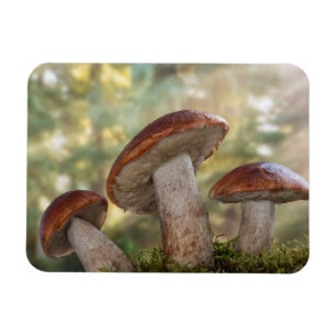 Imán EE. UU., Washington, Seabeck. Leccinum Insigne