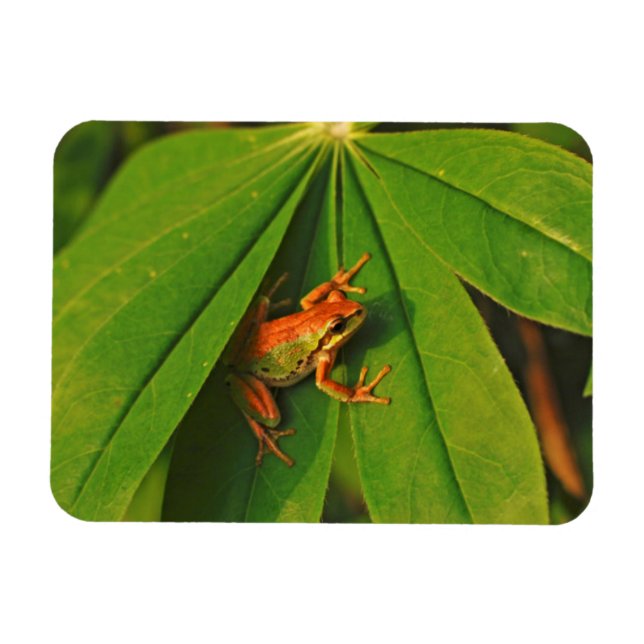 Imán EE.UU., Washington, Seattle, Discovery Park 2 (Horizontal)