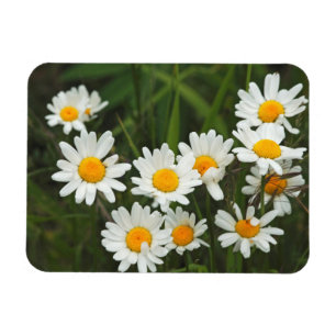 Imán EE.UU., Washington, Seattle, Puget Sound 3