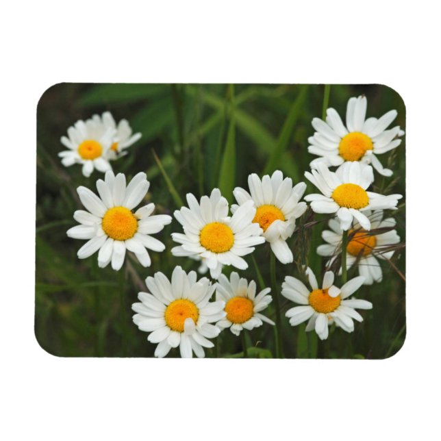 Imán EE.UU., Washington, Seattle, Puget Sound 3 (Horizontal)