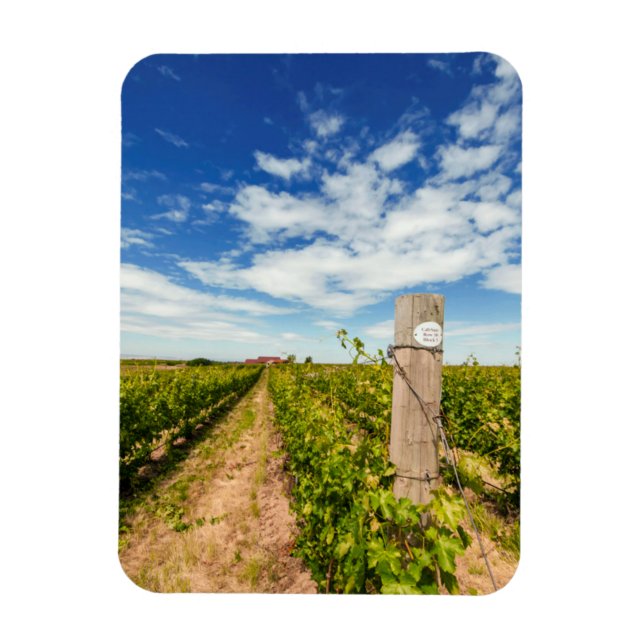 Imán EE. UU., Washington, Walla Walla. Cabernet Sauvign (Vertical)