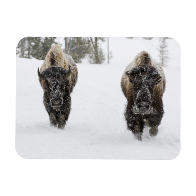 Imán EE. UU., WY, Parque Nacional Yellowstone, Bisonte  (Horizontal)