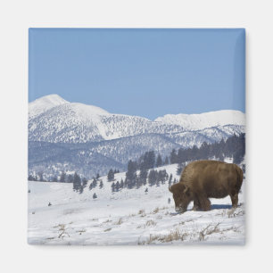 Imán EE. UU., WY, Parque Nacional Yellowstone, Bisonte 