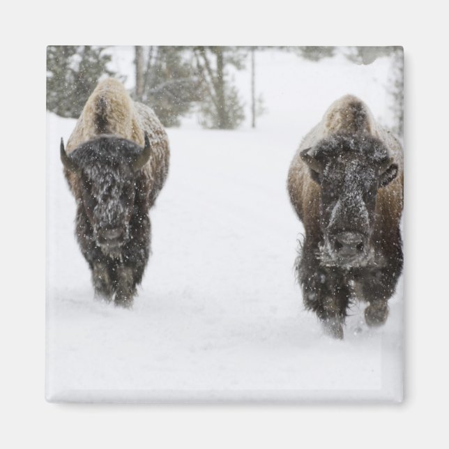 Imán EE. UU., WY, Parque Nacional Yellowstone, Bisonte  (Frente)