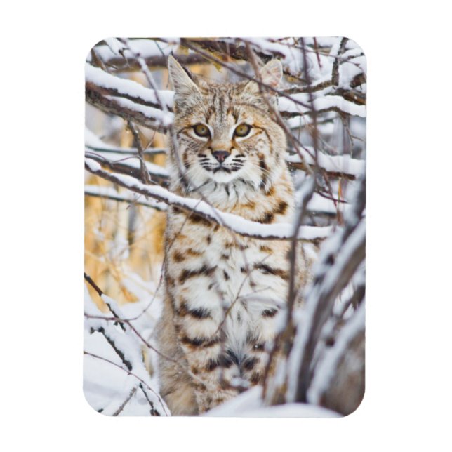Imán EE.UU., Wyoming, Bobcat (Vertical)
