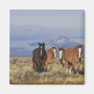 Imán EE. UU., Wyoming, cerca del grupo de caballos de C