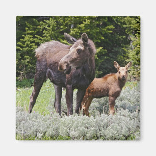 Imán EE. UU., Wyoming, montañas Bighorn, alce Alces
