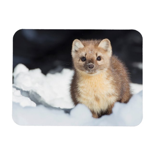 Imán EE.UU., Wyoming, Parque Nacional Yellowstone (Horizontal)