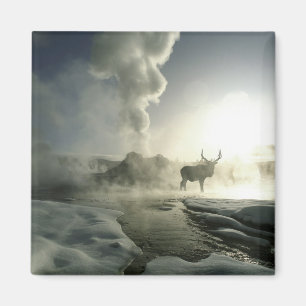 Imán EE. UU., Wyoming, Parque Nacional Yellowstone. Ama