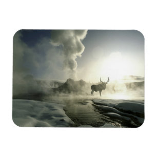 Imán EE. UU., Wyoming, Parque Nacional Yellowstone. Ama