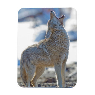 Imán EE. UU., Wyoming, Parque Nacional Yellowstone, Coy