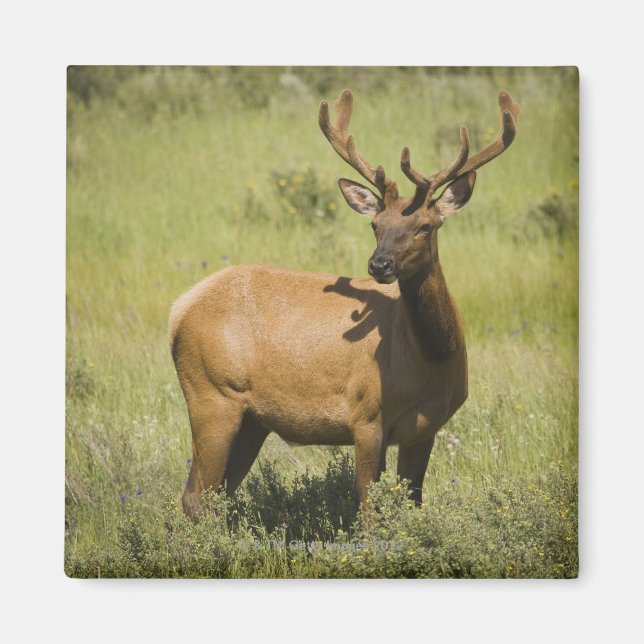 Imán EE.UU., Wyoming, Parque Nacional Yellowstone, Elk (Frente)