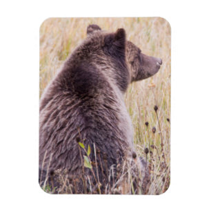 Imán EE. UU., Wyoming, Parque Nacional Yellowstone, Gri