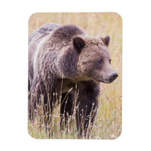 Imán EE. UU., Wyoming, Parque Nacional Yellowstone, Oso