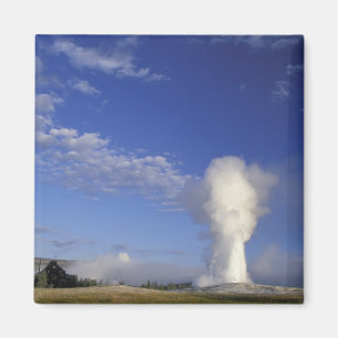 Imán EE. UU., Wyoming. Parque Nacional Yellowstone. Vie