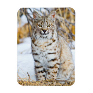 Imán EE. UU., Wyoming, Retrato de lince rojo