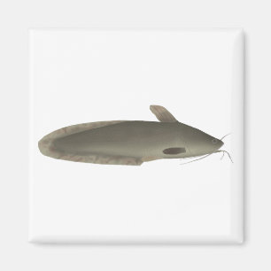 Imán Eeltail Catfish