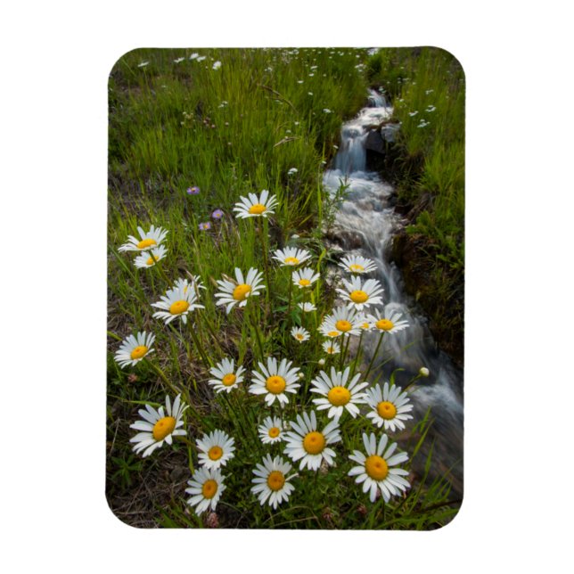 Imán EEUU, Colorado, Montañas San Juan. Daisies (Vertical)