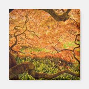 Imán EEUU, Delaware, Wilmington. Maíz japonesa