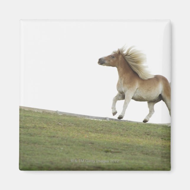 Imán EEUU, estado de Nueva York, Hudson, caballo corrie (Frente)