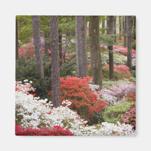 Imán EEUU, Georgia, Montaña Pine. Un bosque de