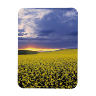 Imán EEUU, Idaho, Valle Swan. Erupción de una feroz pue