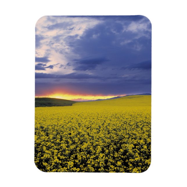 Imán EEUU, Idaho, Valle Swan. Erupción de una feroz pue (Vertical)