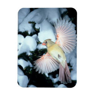 Imán EEUU, Minnesota, Alturas de Mendota, Cardenal feme