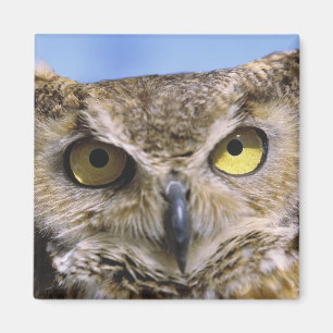 Imán EEUU, Oregón, Bend. Las grandes lechuzas de cuerno