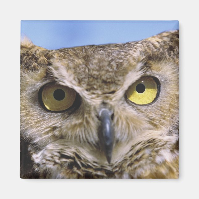 Imán EEUU, Oregón, Bend. Las grandes lechuzas de cuerno (Frente)