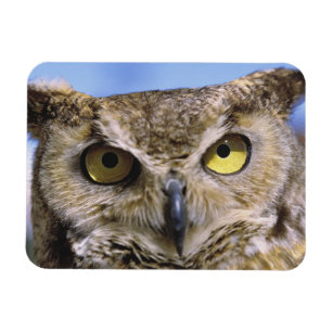 Imán EEUU, Oregón, Bend. Las grandes lechuzas de cuerno