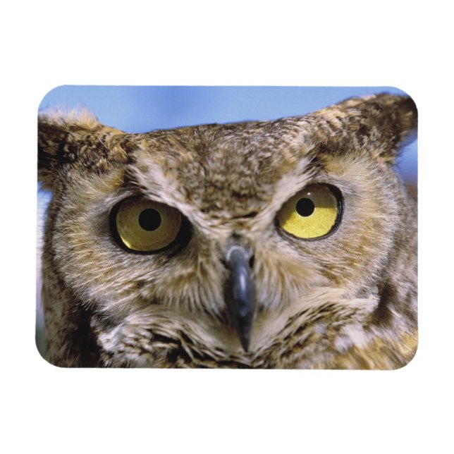 Imán EEUU, Oregón, Bend. Las grandes lechuzas de cuerno (Horizontal)