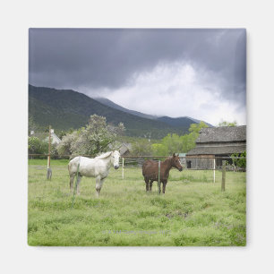 Imán EEUU, Utah, caballos en rancho