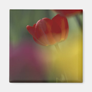 Imán EEUU, Utah, Cache Valley Tulips en un jardín