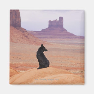 Imán EEUU, Utah, Monument Valley, perro sentado en una