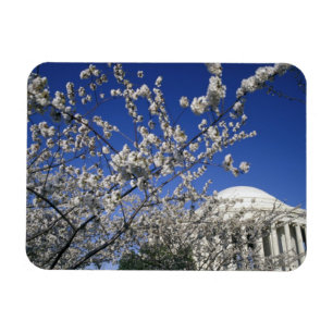 Imán EEUU, Washington DC. Festival Cherry Blossom y 2