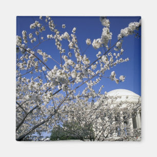 Imán EEUU, Washington DC. Festival Cherry Blossom y 2