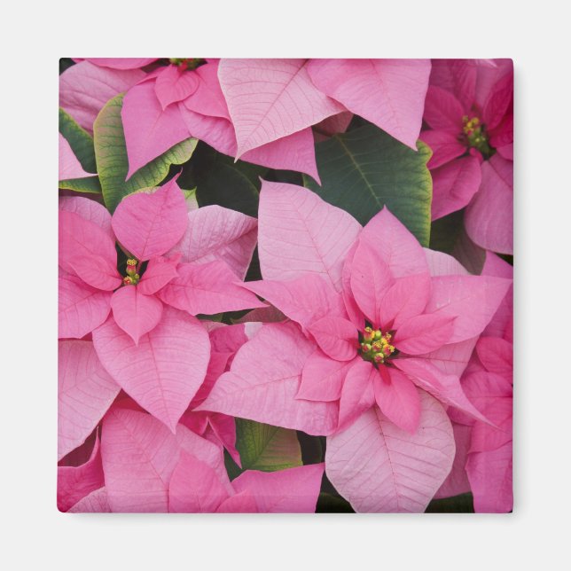 Imán EEUU, Washington, Woodinville, enfermera de Molbak (Frente)