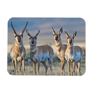 Imán EEUU, Wyoming, cuatro dólares de antílope Pronghor