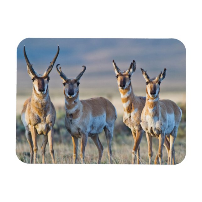 Imán EEUU, Wyoming, cuatro dólares de antílope Pronghor (Horizontal)