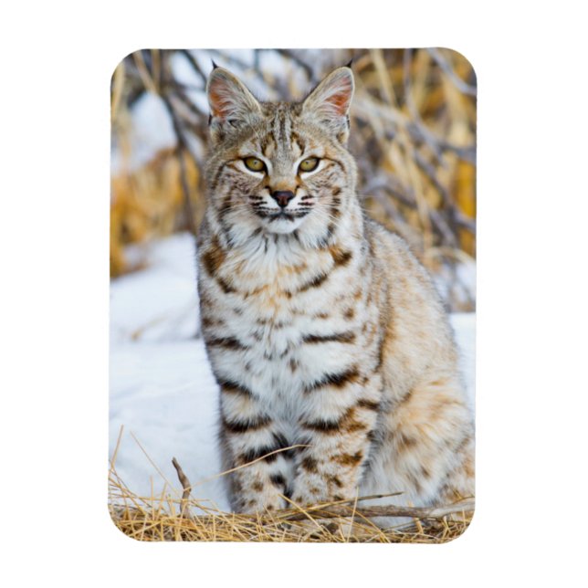 Imán EEUU, Wyoming, retrato de Bobcat (Vertical)