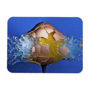 Imán Eggceptional
