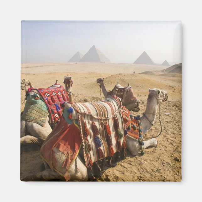 Imán Egipto, El Cairo. Camellos descansando (Frente)