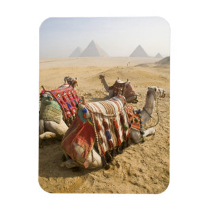 Imán Egipto, El Cairo. Camellos descansando