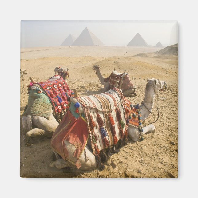 Imán Egipto, El Cairo. Camellos descansando (Frente)