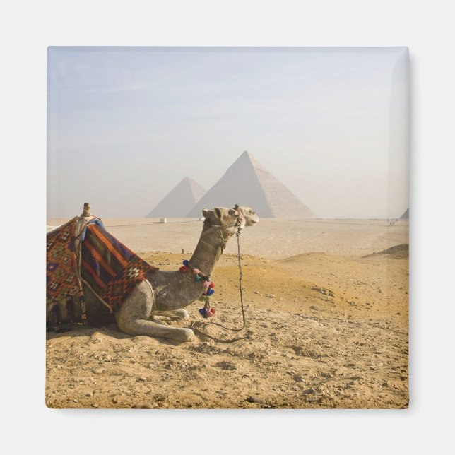 Imán Egipto, El Cairo. Un camello solitario (Frente)