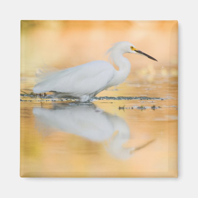 Imán Egret cuando el sol se pone (Frente)