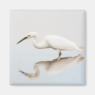 Imán Egret en el estanque