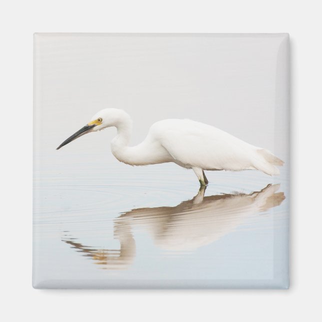 Imán Egret en el estanque (Frente)
